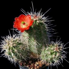 Kaktus Echinocereus triglochidiatus -  semena / 19568891