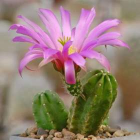 Kaktus Echinocereus viereckii var. morricalii -  semena / 19568893