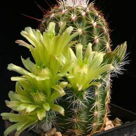 Kaktus Echinocereus viridiflorus -  semena / 19568894