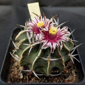 Kaktus Echinofossulocactus coptonogonus -  semena / 19568896