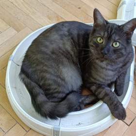 Fotka k inzerátu ALFIE -  kastrovaný kocourek 11 měsíců  / 18612520