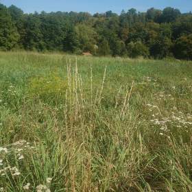 Foto inzerátu Stavební pozemky v O. - Plesné.