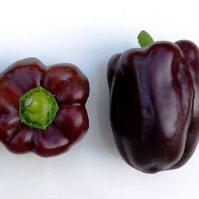 Paprika Ingrid -  semena / 19573908