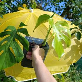 Fotka k inzerátu MONSTERA DELICIOSA DO KONCE LISTOPADU BALÍKOVNA ZA 50,-  Kč / 9592109