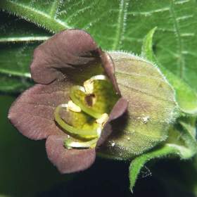 Atropa Bella- Donna -  Rulík zlomocný -  semena / 19576793