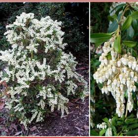 Pieris Japonica -  semena / 19576829