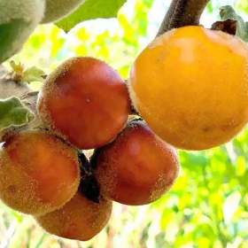 Solanum sessiliflorum -  Kokona -  semena / 19576847