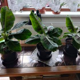 Fotka k inzerátu PRODÁM 3 KUSY BANÁNOVNÍKŮ! ! !  / 18940186