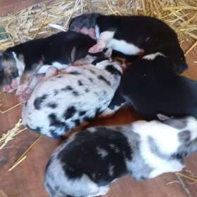Border Kolie Blue Merle  / 19577595