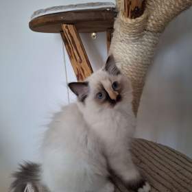 koťátko Ragdoll bez PP / 19577637