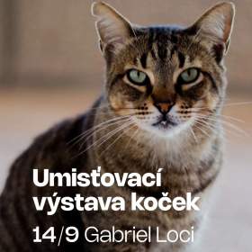 UMÍSŤOVACÍ VÝSTAVA KOČEK V KLÁŠTEŘE SV. GABRIELA / 19578011