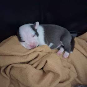 Foto inzerátu Prodáváme Americký stafordšírský teriér štěňátka