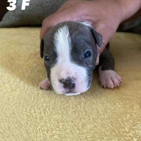 Foto inzerátu Prodáváme Americký stafordšírský teriér štěňátka