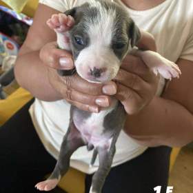 Foto inzerátu Prodáváme Americký stafordšírský teriér štěňátka