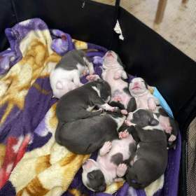 Foto inzerátu Prodáváme Americký stafordšírský teriér štěňátka