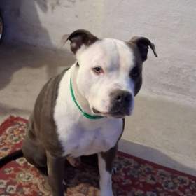 Foto inzerátu Prodáváme Americký stafordšírský teriér štěňátka