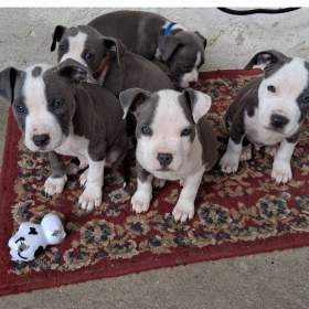 Foto inzerátu Prodáváme Americký stafordšírský teriér štěňátka