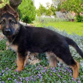 Foto inzerátu Štěňata NO.