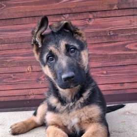 Foto inzerátu Štěňata NO.