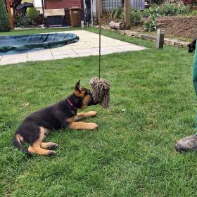 Foto inzerátu Štěňata NO.