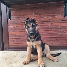 Foto inzerátu Štěňata NO.