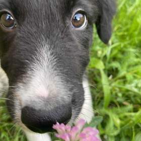 🐶  Border kolie s PP – štěně na prodej / 19579358