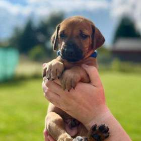 Rhodéský ridgeback s PP -  štěňata / 19579369