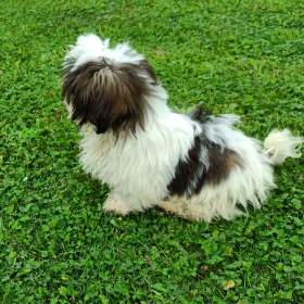 Shih- tzu -  prodám pejsky bez pp / 19579805