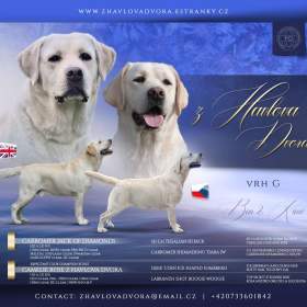 Labradorský retrívr s PP / 19579944