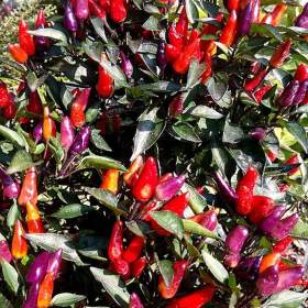Chilli Explosive Ember -  semena / 19580997