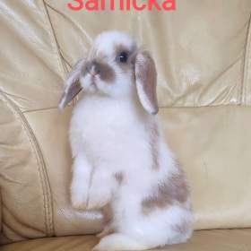 Zakrslý beránek Minilop  / 19583169