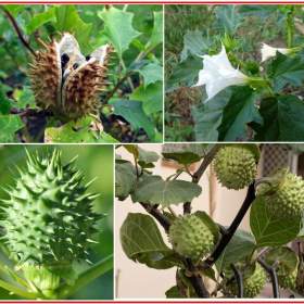 Datura Stramonium -  Durman obecný -  semena / 19583336