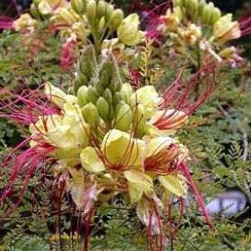 Caesalpinia Gilliesii -  semena / 19583357