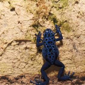 Dendrobates azureus / 19585469