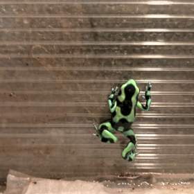 Dendrobates auratus / 19585472
