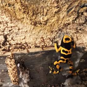 Dendrobates leucomelas / 19585476