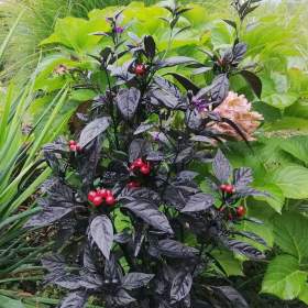 Chilli Black Pearl -  semena / 19585828