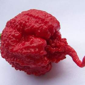 Chilli Carolina reaper -  semena / 19585831