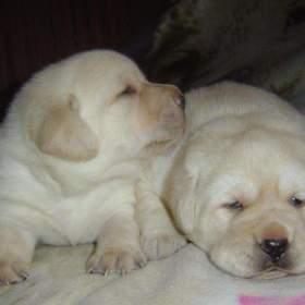 Labrador štěňátka s PP  / 19587644