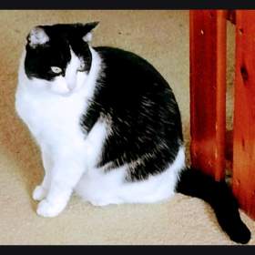 Foto inzerátu Ztratila se kočka