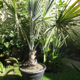 Palmy / 19588780