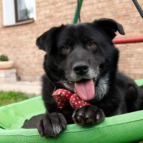 Fotka k inzerátu ŠARYK -  32 kg, kastrovaný psík 8 let / 19676878