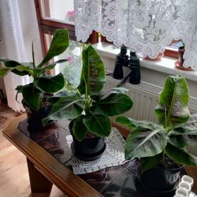 Foto inzerátu PRODÁM 3 KUSY BANÁNOVNÍKŮ!!!