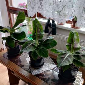 Foto inzerátu PRODÁM 3 KUSY BANÁNOVNÍKŮ!!!