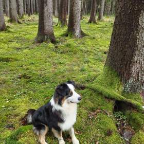 Prodáme 18 měsíců starého Australského pasteveckého ovčáka / 19591632