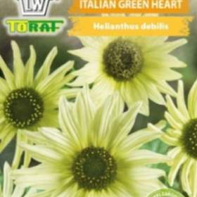 Slunečnice okrasná Italian green heart (semena) / 19591709