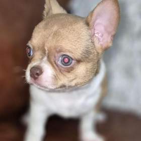 Čivava krásná štěňátka s PP FCI k odběru. / 19592798