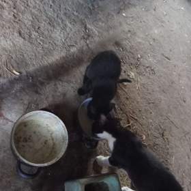 Foto inzerátu Daruji koťata