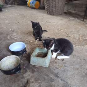 Foto inzerátu Daruji koťata