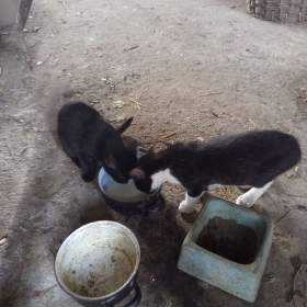 Fotka k inzerátu Daruji koťata / 19313491